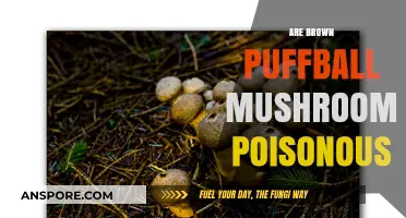 Are Brown Puffball Mushrooms Poisonous? A Comprehensive Guide to Safety