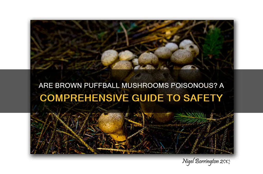 are brown puffball mushrooms poisonous