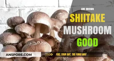 Are Brown Shiitake Mushrooms Good? Health Benefits and Culinary Uses