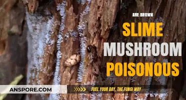 Are Brown Slime Mushrooms Poisonous? A Comprehensive Guide to Safety