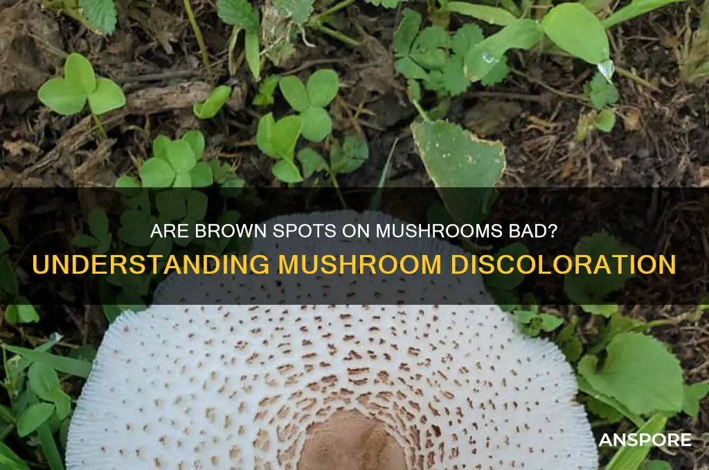 are brown spots on mushrooms bad
