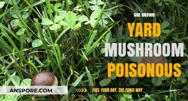 Are Brown Yard Mushrooms Poisonous? A Guide to Safe Identification