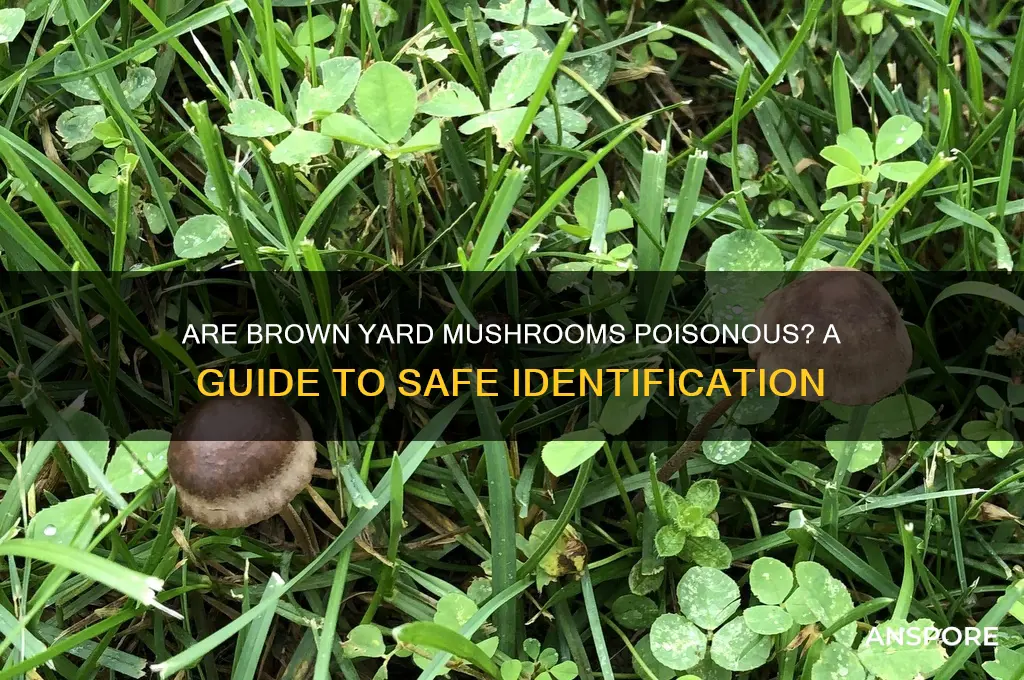 are brown yard mushrooms poisonous