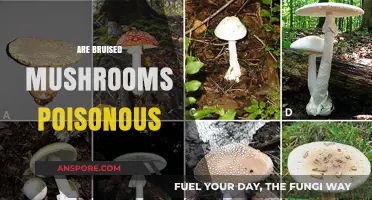 Are Bruised Mushrooms Poisonous? Debunking Myths and Ensuring Safety