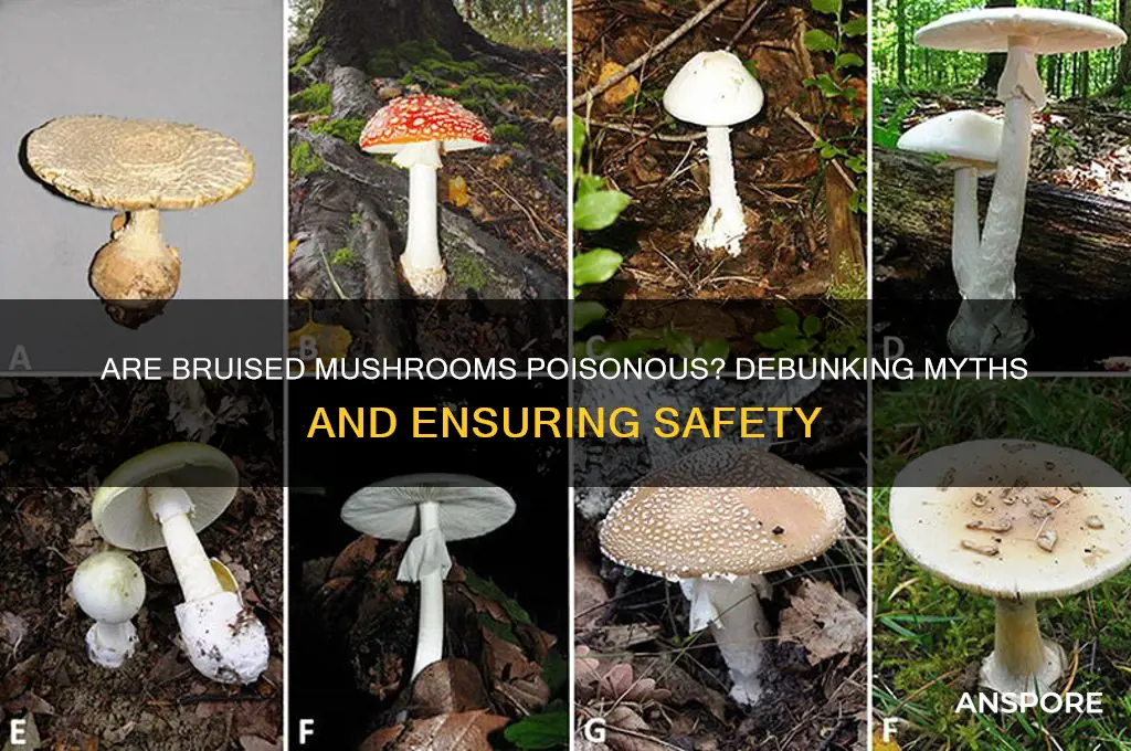 are bruised mushrooms poisonous