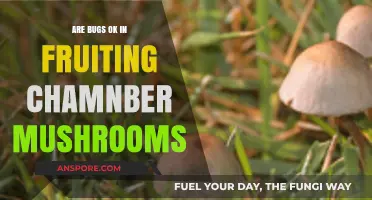 Bugs in Fruiting Chambers: Are They Harmful to Mushrooms?