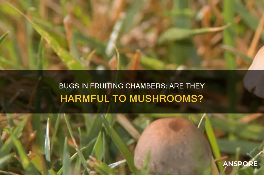 are bugs ok in fruiting chamnber mushrooms