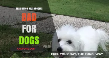 Can Dogs Eat Button Mushrooms? Safety and Risks Explained