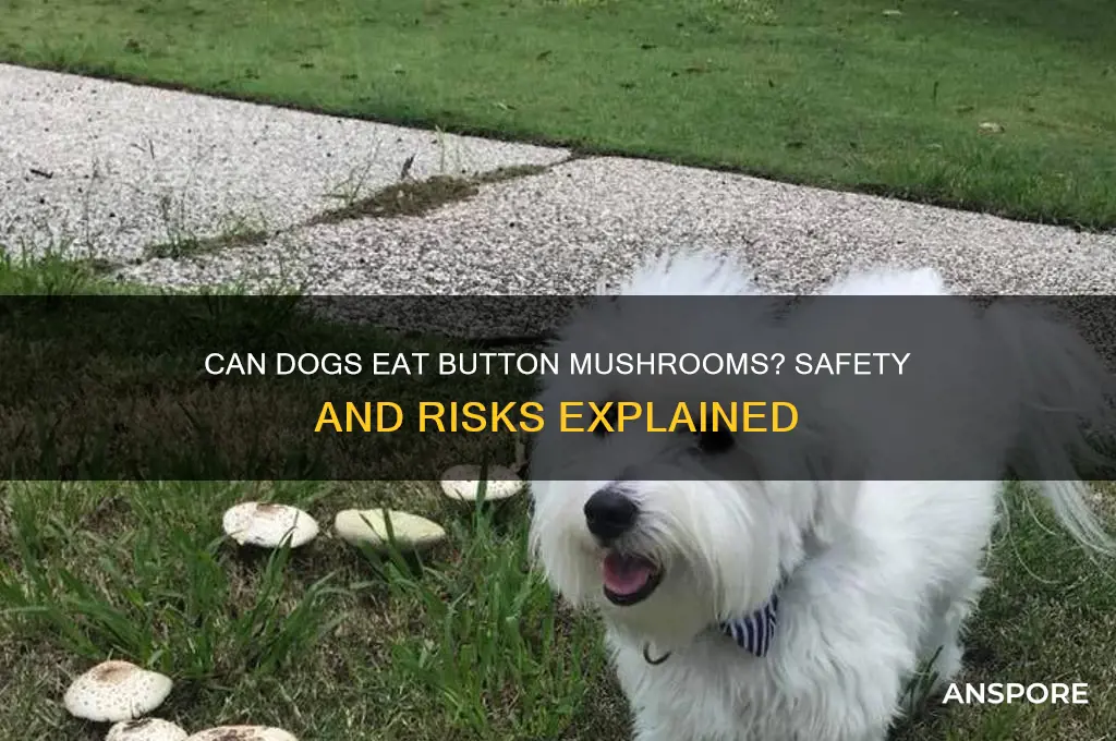 are button mushrooms bad for dogs