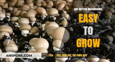 Growing Button Mushrooms: A Simple Guide for Beginners at Home