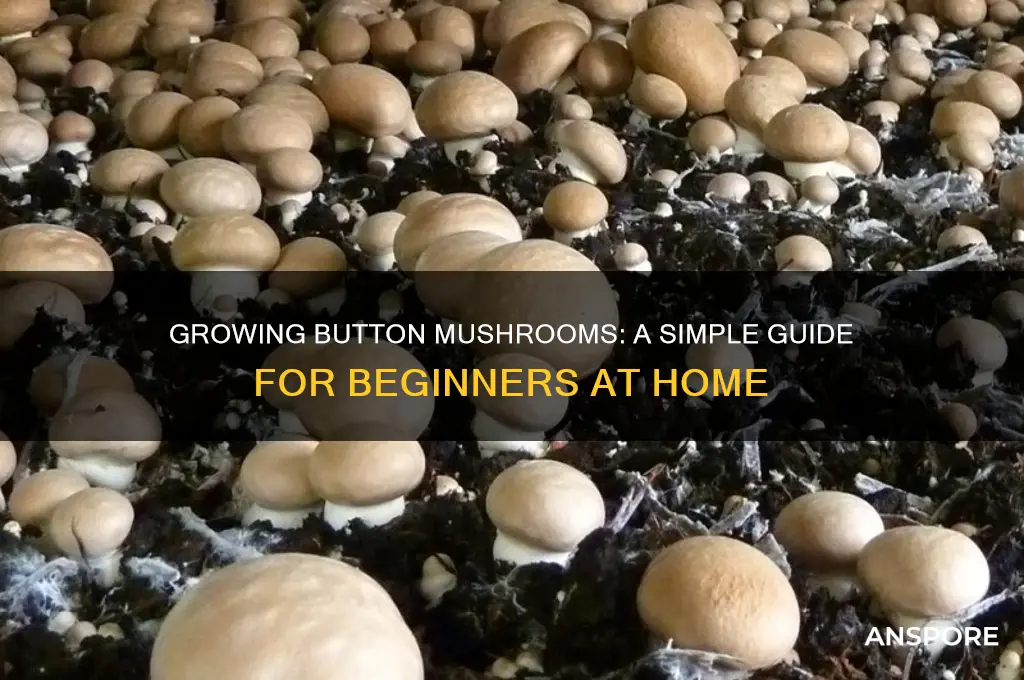 are button mushrooms easy to grow