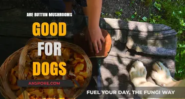 Can Dogs Eat Button Mushrooms? Safety and Benefits Explained