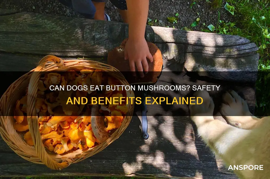 are button mushrooms good for dogs