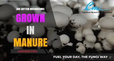 Are Button Mushrooms Grown in Manure? Unveiling the Truth