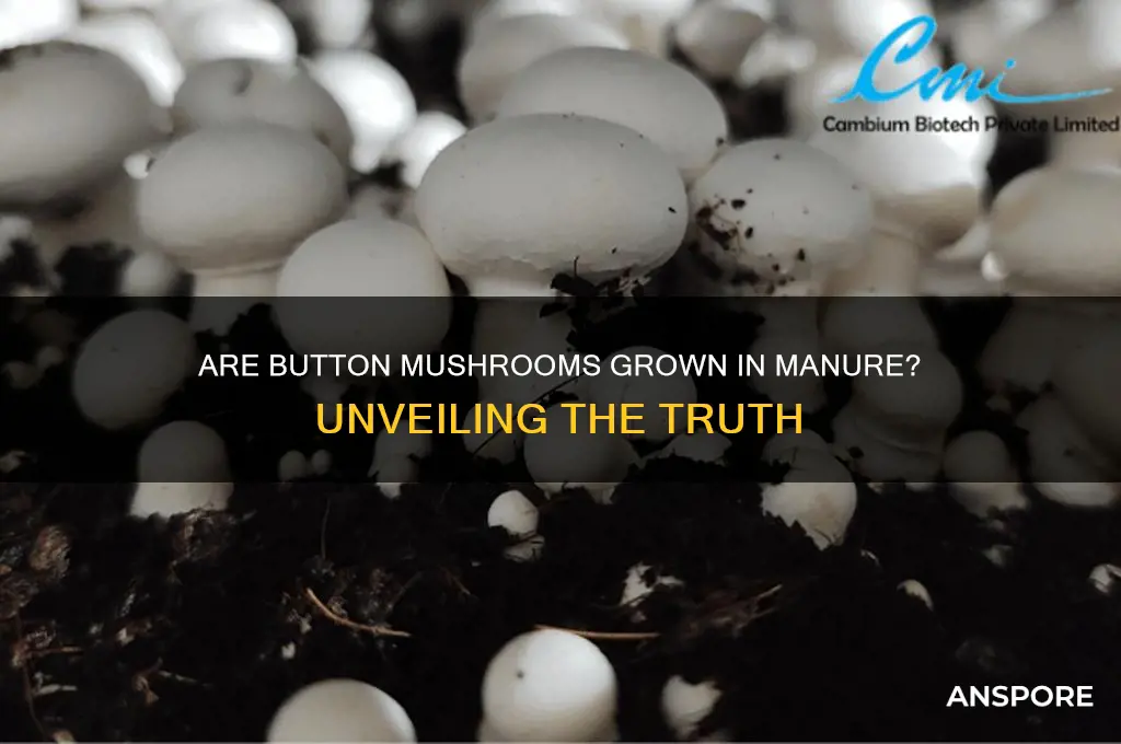 are button mushrooms grown in manure