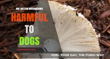 Are Button Mushrooms Harmful to Dogs? Facts and Safety Tips