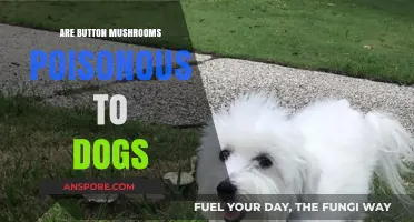 Are Button Mushrooms Safe for Dogs? Poison Risks Explained