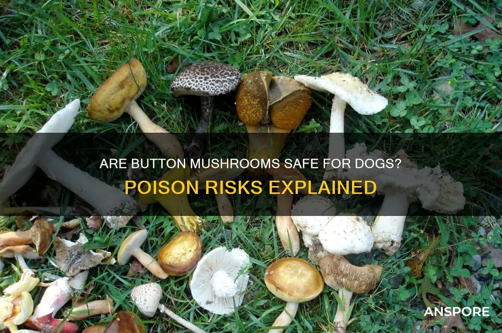 are button mushrooms poisonous to dogs
