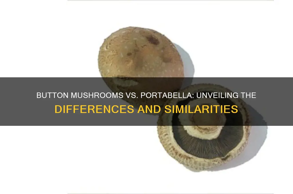 are button mushrooms the same as portabella