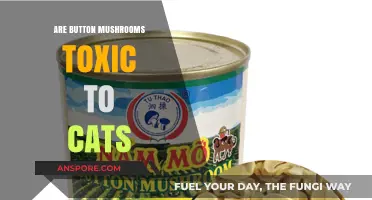 Are Button Mushrooms Safe for Cats? Toxicity Explained