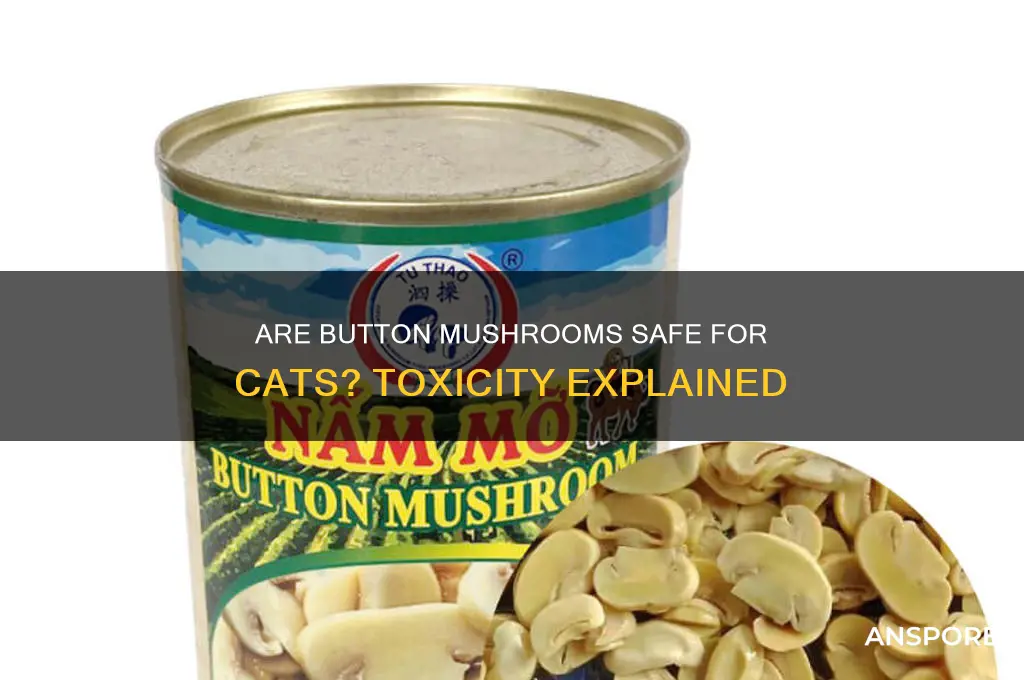 are button mushrooms toxic to cats