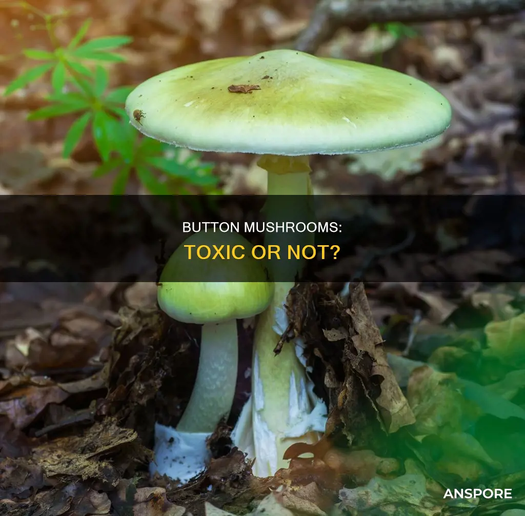 are button mushrooms toxic