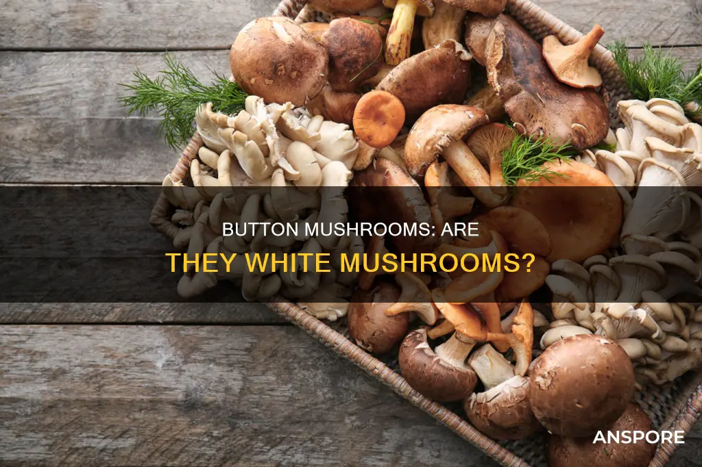 are button mushrooms white mushrooms