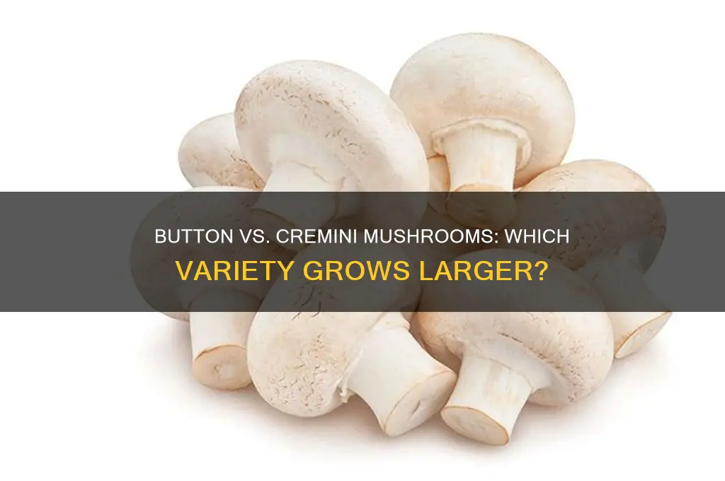 are button or cremini mushrooms bigger