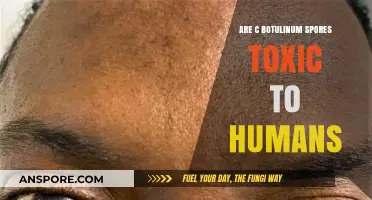 Are C. Botulinum Spores Harmful to Human Health?