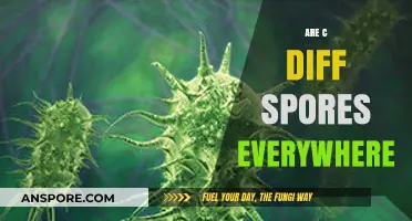 Are C. Diff Spores Everywhere? Uncovering the Hidden Truth