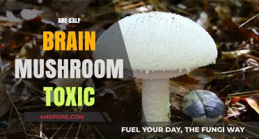 Mushroom Mystery: Are Calf Brains Toxic?