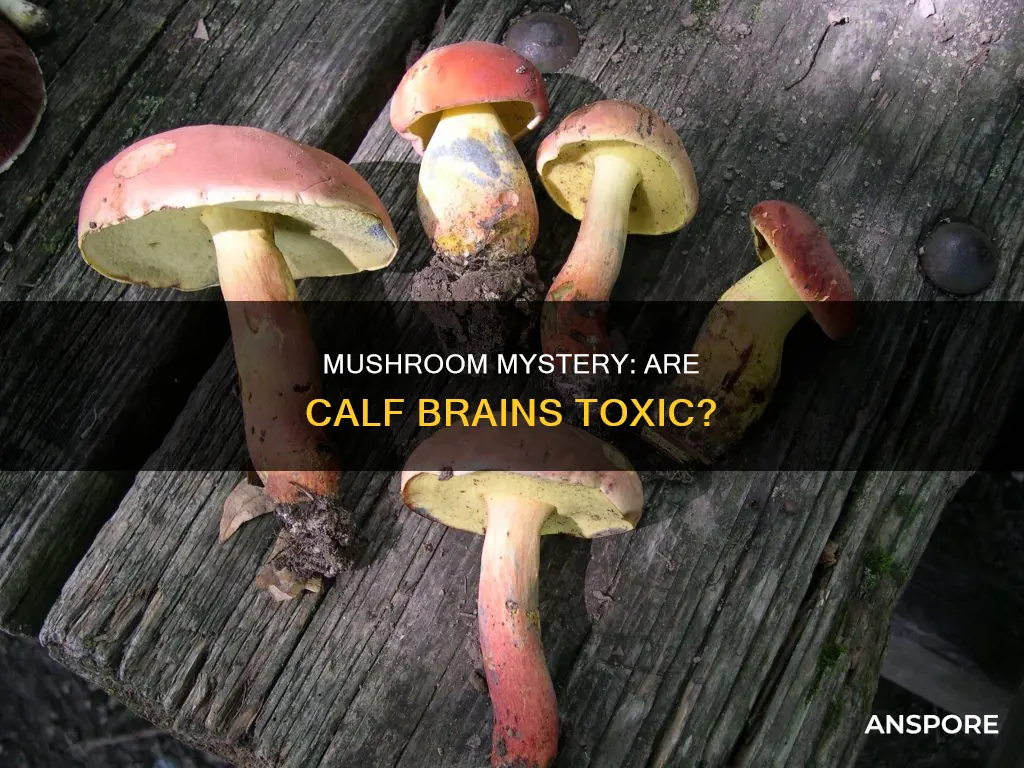 are calf brain mushroom toxic