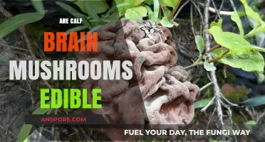 Exploring Calf Brain Mushrooms: Are They Safe to Eat?