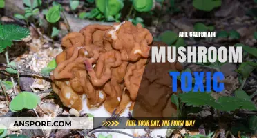 Mushroom Mystery: Are Calfbrain Mushrooms Toxic?