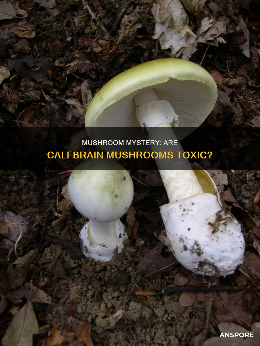 are calfbrain mushroom toxic