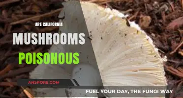 Are California Mushrooms Poisonous? A Guide to Safe Foraging
