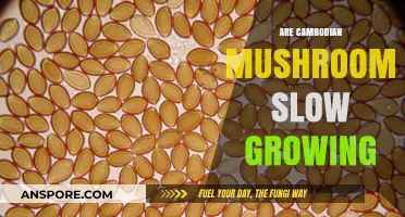 Cambodian Mushrooms: Understanding Their Slow Growth and Cultivation Challenges