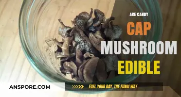 Candy Cap Mushrooms: Are They Safe and Edible to Eat?