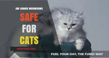 Are Canned Mushrooms Safe for Cats? A Vet's Advice