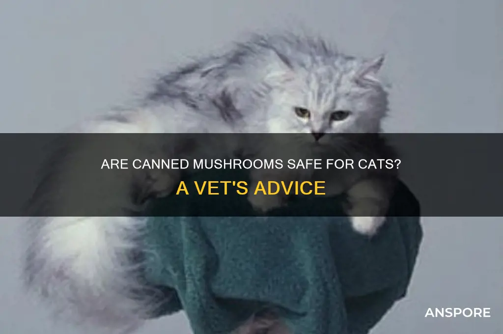 are canned mushrooms safe for cats