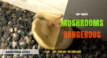Mushrooms on Carpets: Are They a Health Hazard?