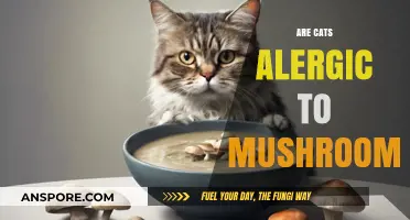 Mushrooms and Cats: What You Need to Know