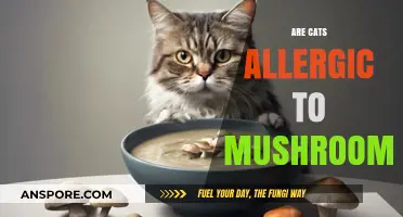 Cat Owners Alert: Are Mushrooms Safe for Cats?