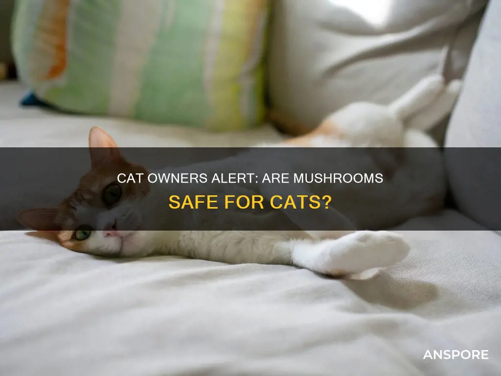 are cats allergic to mushrooms