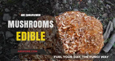 Are Cauliflower Mushrooms Edible? A Guide to Safe Foraging
