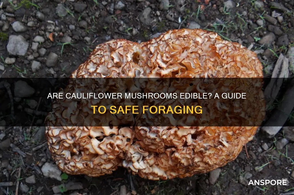 are cauliflower mushrooms edible