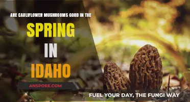 Springtime Cauliflower Mushrooms in Idaho: Are They Worth Foraging?