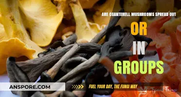 Do Chanterelle Mushrooms Grow in Clusters or Solitary Patches?