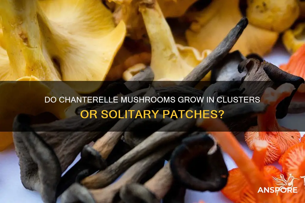 are cganterell mushrooms spread out or in groups