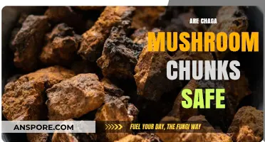 Chaga Mushroom Chunks: Safe Superfood or Health Risk?